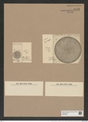 Coscinodiscus decrescens var. venustus Grun. (de-Toni-Nr.: Genus 202, Species 4989) Zeichnungen Sammlung Grunow Nr. 8705 (NHMW-BOT-W0378272)